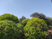 Omprogialos Kreta, Omprogialos: Grundstück mit unverbaubarem Meerblick zu verkaufen Grundstück kaufen